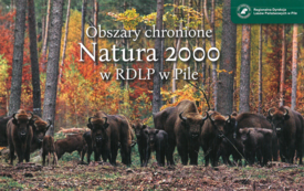 Obszary chronione Natura 2000 w RDLP w Pile