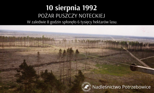 Zdjęcie do Pożary Puszczy Noteckiej &ndash; pamięć o tragedii, kt&oacute;ra zjednoczyła ludzi