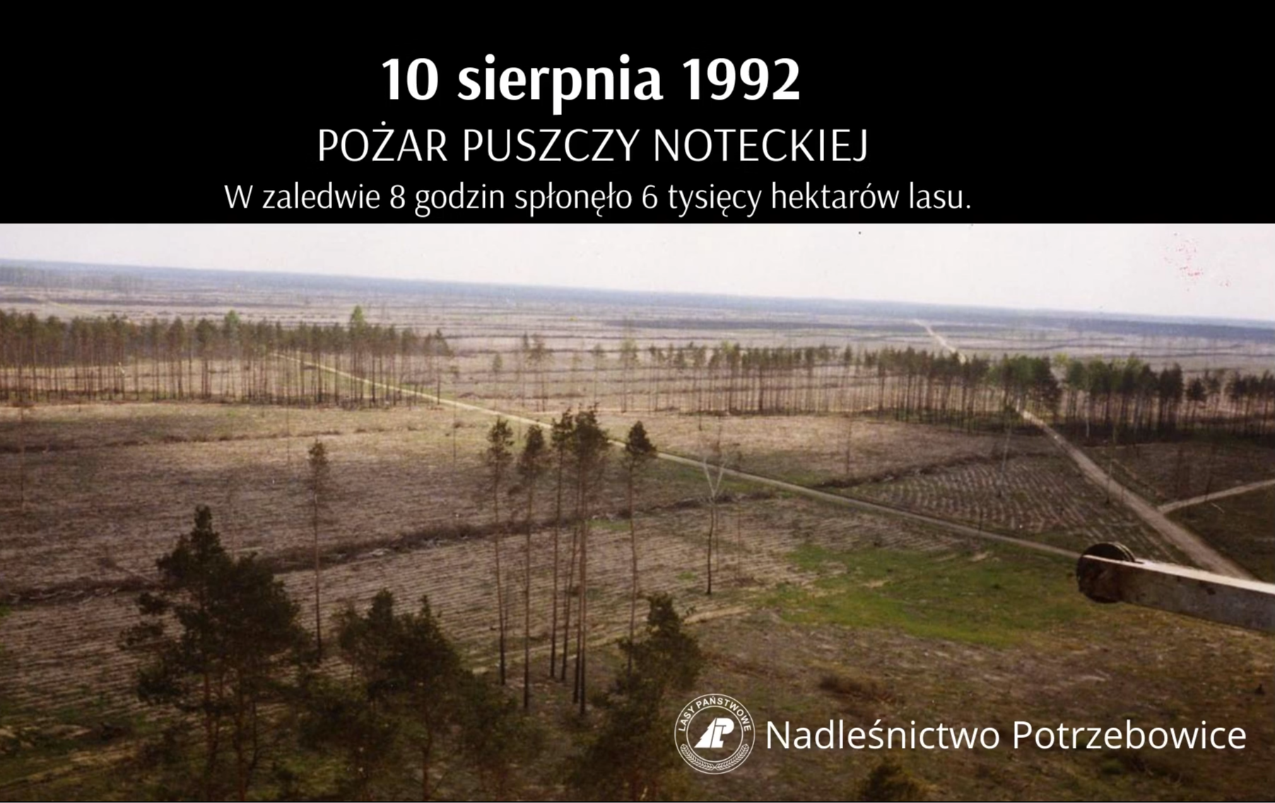 Pożary Puszczy Noteckiej – pamięć o tragedii, która zjednoczyła ludzi